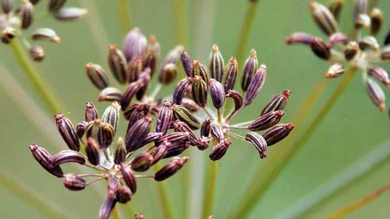 Medicinal properties of dill seeds: folk recipes and contraindications