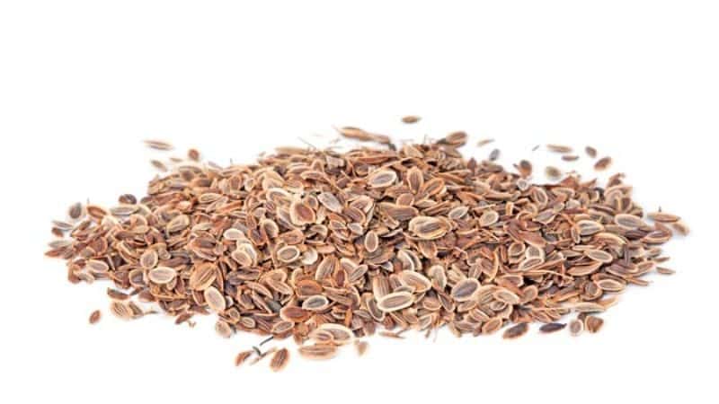 Medicinal properties of dill seeds: folk recipes and contraindications