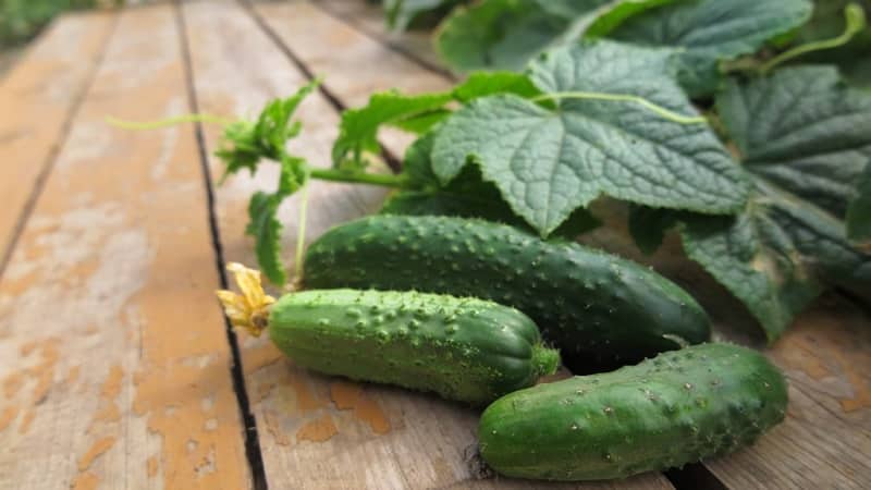 Easy-to-care cucumber Lyutoyar F1, which brings a rich and early harvest