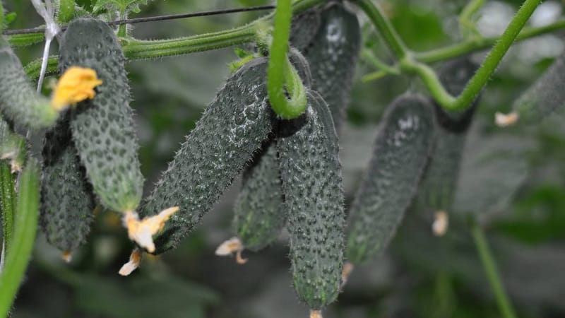 Easy-to-care cucumber Lyutoyar F1, which brings a rich and early harvest