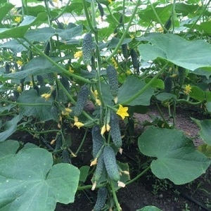 Easy-to-care cucumber Lyutoyar F1, which brings a rich and early harvest