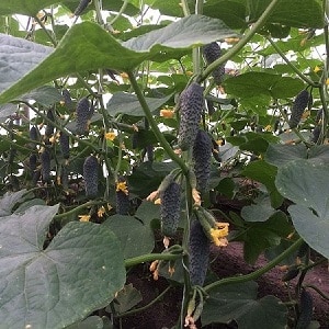 Easy-to-care cucumber Lyutoyar F1, which brings a rich and early harvest