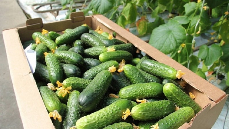 Easy-to-care cucumber Lyutoyar F1, which brings a rich and early harvest