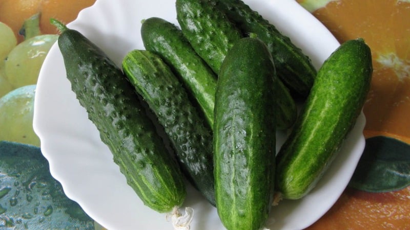Review of the Satin cucumber hybrid, which even a beginner can handle growing