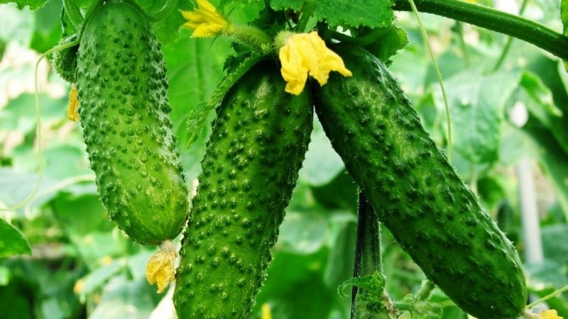 Review of the Satin cucumber hybrid, which even a beginner can handle growing