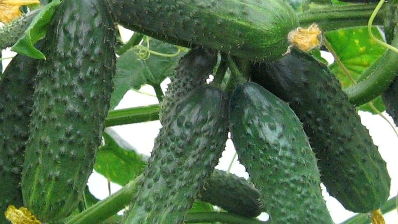 Review of the Satin cucumber hybrid, which even a beginner can handle growing