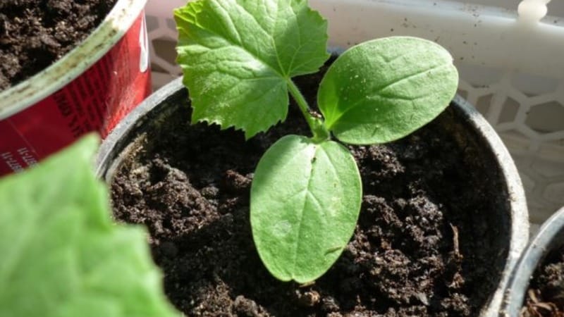 Review of the Satin cucumber hybrid, which even a beginner can handle growing
