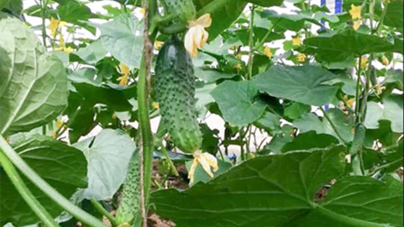 Review of the Satin cucumber hybrid, which even a beginner can handle growing