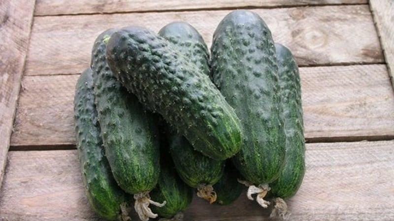 Review of the Satin cucumber hybrid, which even a beginner can handle growing