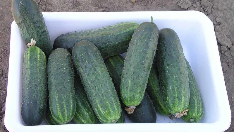 Review of the Satin cucumber hybrid, which even a beginner can handle growing