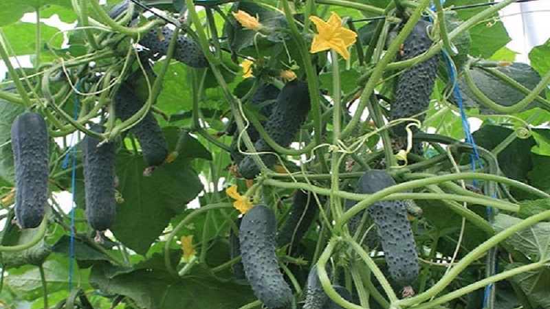 What is good about the Bjorn hybrid cucumber and why is it worth trying to grow it?