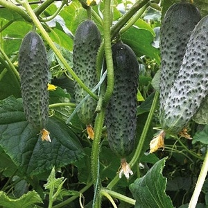 What is good about the Bjorn hybrid cucumber and why is it worth trying to grow it?
