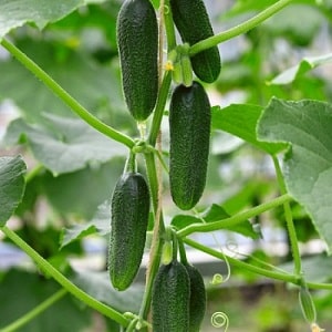 What is good about the Bjorn hybrid cucumber and why is it worth trying to grow it?