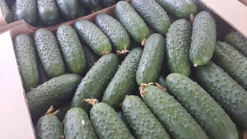 What is good about the Bjorn hybrid cucumber and why is it worth trying to grow it?