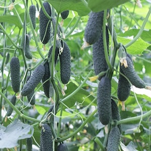 What is good about the Bjorn hybrid cucumber and why is it worth trying to grow it?