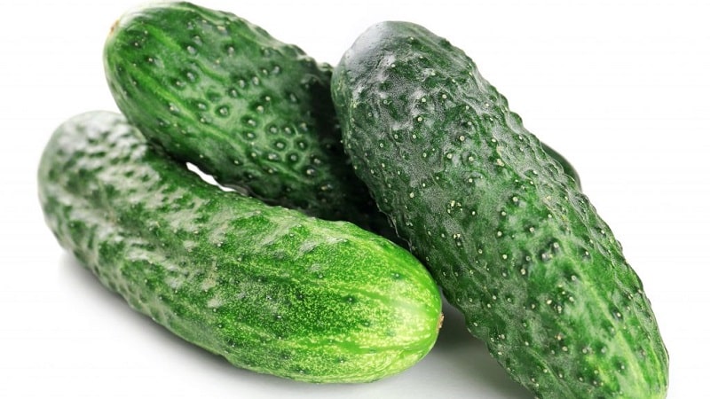 What is good about the Bjorn hybrid cucumber and why is it worth trying to grow it?