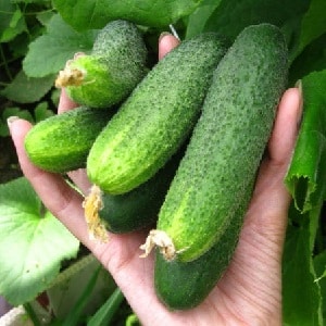 What is good about the Bjorn hybrid cucumber and why is it worth trying to grow it?