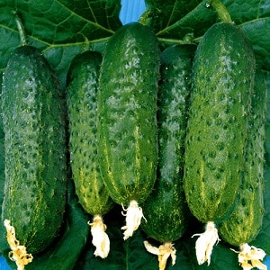 What is good about the Bjorn hybrid cucumber and why is it worth trying to grow it?