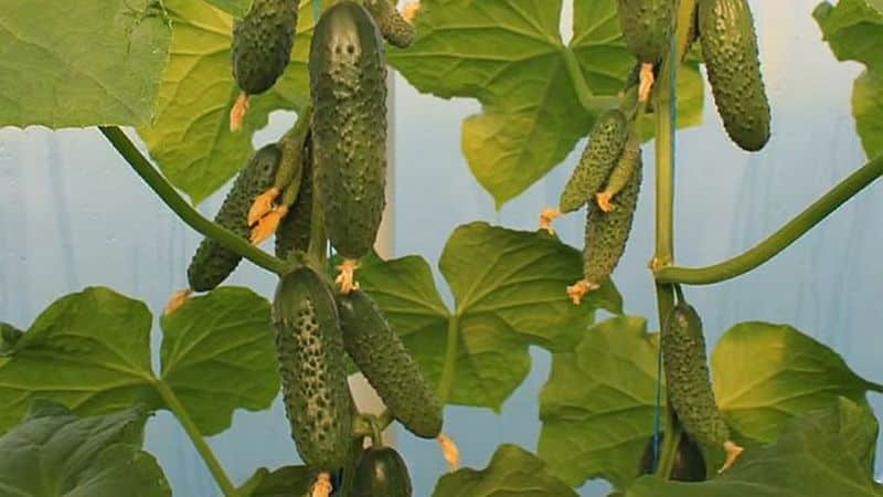 What is good about the Bjorn hybrid cucumber and why is it worth trying to grow it?