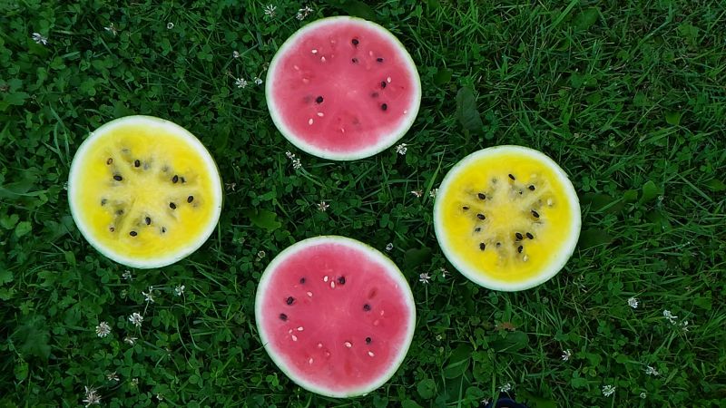A question that worries many: why is watermelon a berry?
