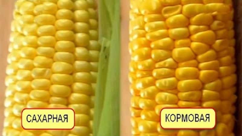 What is feed corn, how is it grown and where is it used?