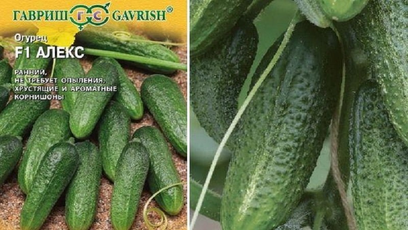 Let's get acquainted with the cucumber hybrid Alex f1 and learn how to grow it correctly