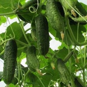 Let's get acquainted with the cucumber hybrid Alex f1 and learn how to grow it correctly