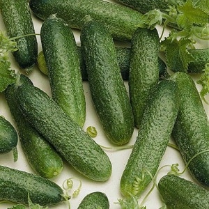 Let's get acquainted with the cucumber hybrid Alex f1 and learn how to grow it correctly