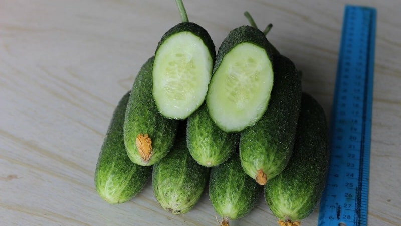 Let's get acquainted with the cucumber hybrid Alex f1 and learn how to grow it correctly