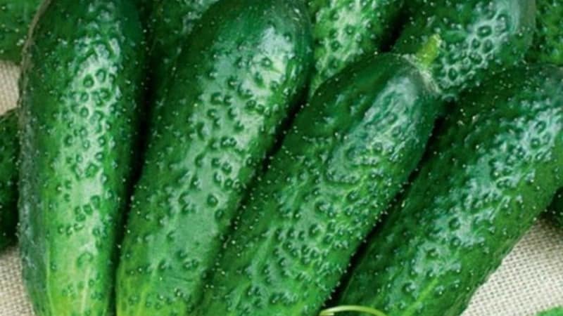Early ripening cucumbers Zyatek F1 with high yield and excellent disease resistance