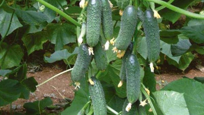Early ripening cucumbers Zyatek F1 with high yield and excellent disease resistance