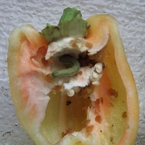 How to get rid of caterpillars on peppers