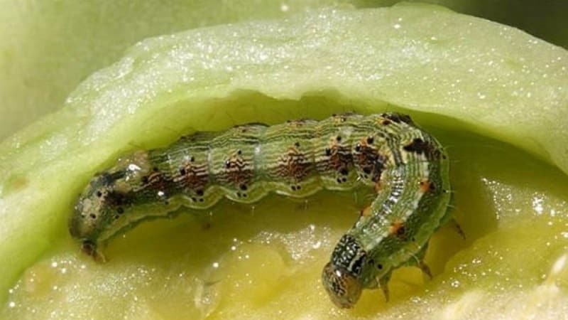 How to get rid of caterpillars on peppers