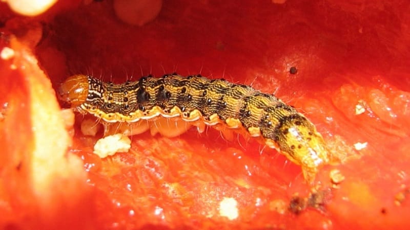 How to get rid of caterpillars on peppers