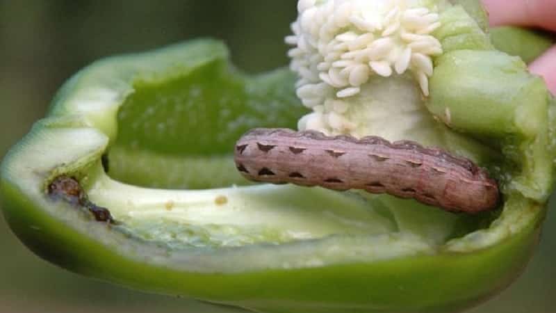 How to get rid of caterpillars on peppers
