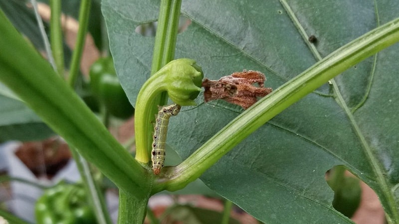 How to get rid of caterpillars on peppers