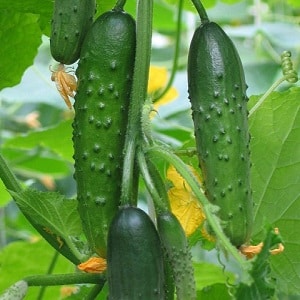 Review of hybrid cucumber Emelya: advantages and disadvantages, care features