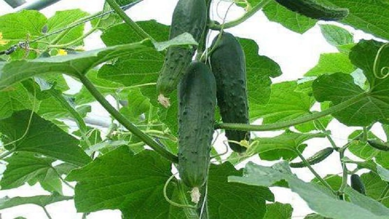 Review of hybrid cucumber Emelya: advantages and disadvantages, care features