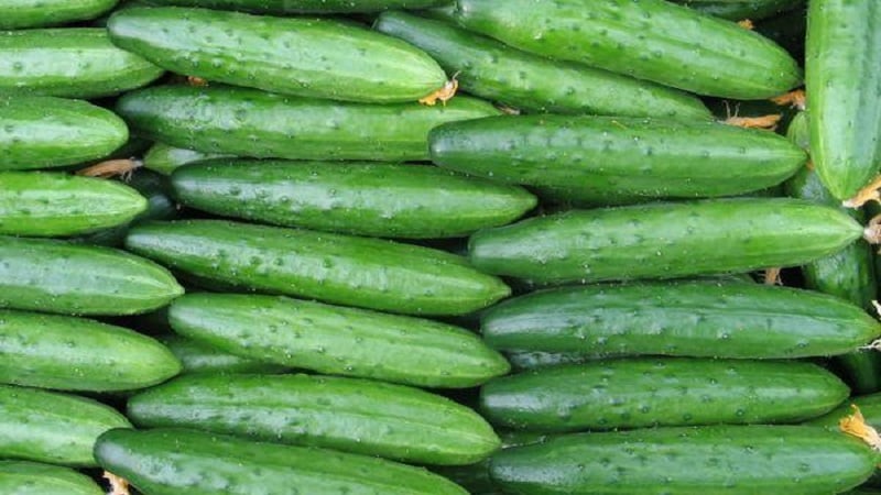 Review of hybrid cucumber Emelya: advantages and disadvantages, care features