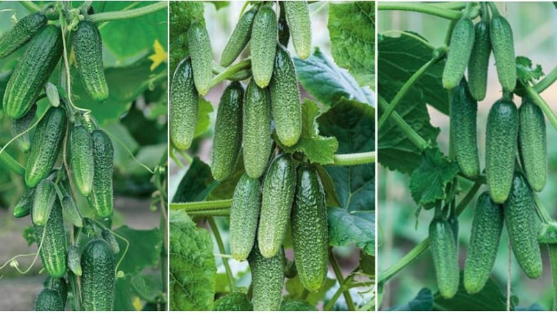 Review of the best bunched varieties of cucumbers for open ground