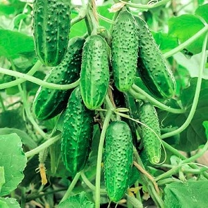 Review of the best bunched varieties of cucumbers for open ground