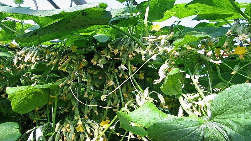 Review of the best bunched varieties of cucumbers for open ground