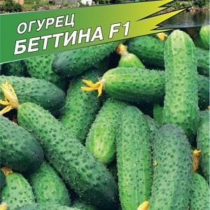 Early ripe hybrid of Bettina cucumbers for greenhouses, open ground and growing on a windowsill