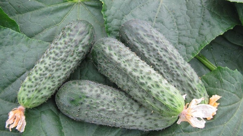 Early ripe hybrid of Bettina cucumbers for greenhouses, open ground and growing on a windowsill