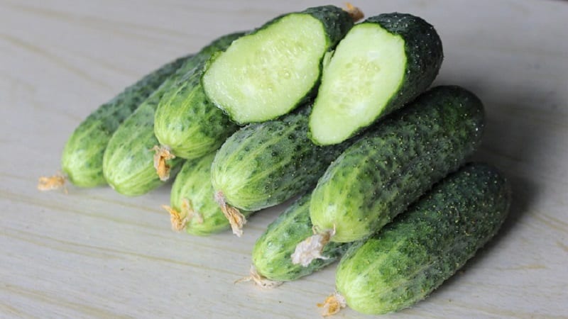 Early ripe hybrid of Bettina cucumbers for greenhouses, open ground and growing on a windowsill