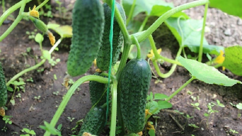Early ripe hybrid of Bettina cucumbers for greenhouses, open ground and growing on a windowsill
