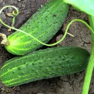 Early ripe hybrid of Bettina cucumbers for greenhouses, open ground and growing on a windowsill