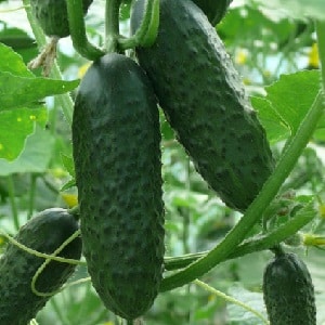 Early ripe hybrid of Bettina cucumbers for greenhouses, open ground and growing on a windowsill