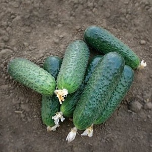 Early ripe hybrid of Bettina cucumbers for greenhouses, open ground and growing on a windowsill