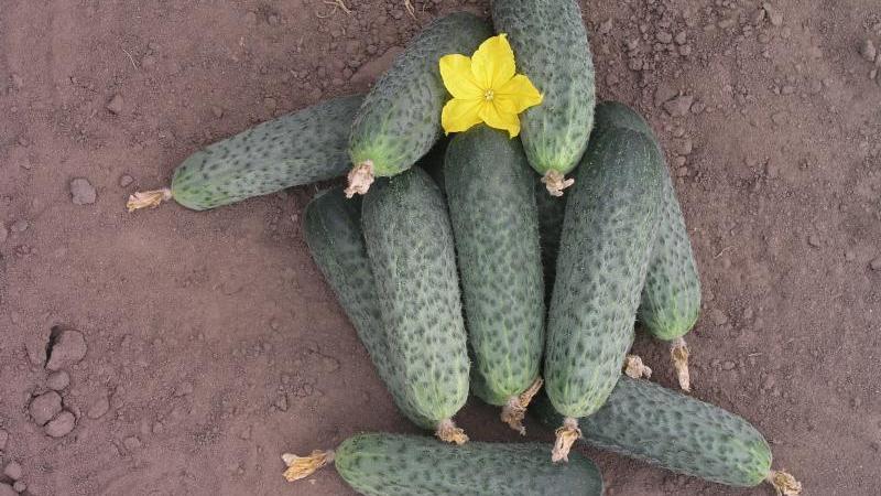 Early ripe hybrid of Bettina cucumbers for greenhouses, open ground and growing on a windowsill